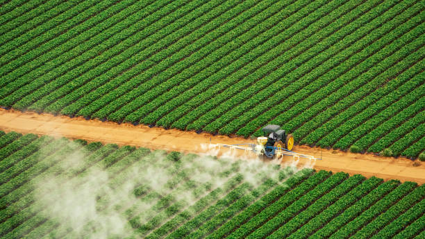 Wasp Removal Services in Greenacres, FL